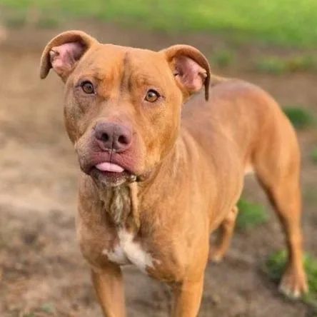 An adult large-sized male Red / Chestnut / Orange Mixed Breed dog named Scooter for adoption in Knoxville, TN
