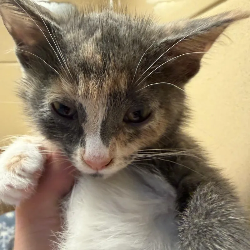 Clover thumbnail 2