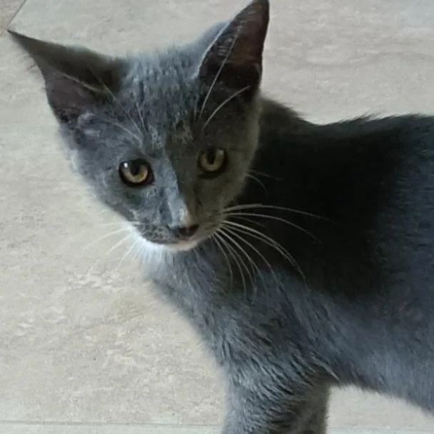 A baby small-sized male Gray / Blue / Silver Domestic Short Hair cat named Mickey for adoption in Fort Lauderdale, FL