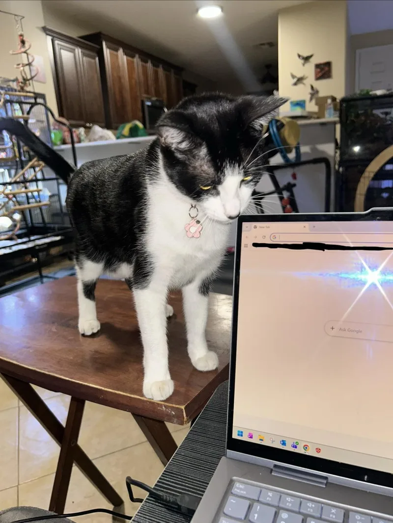 An adult medium-sized female Black Domestic Short Hair cat named Lani Sugar for adoption in Chandler, AZ