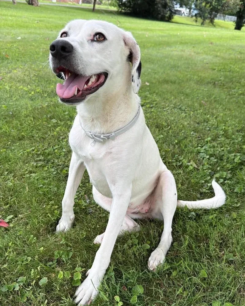 A young medium-sized female Labrador Retriever dog named Cricket for adoption in Lewisville, IN