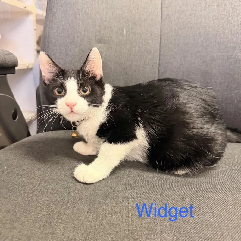 A baby small-sized male Black Domestic Short Hair cat named Widget for adoption in Buffalo, MN
