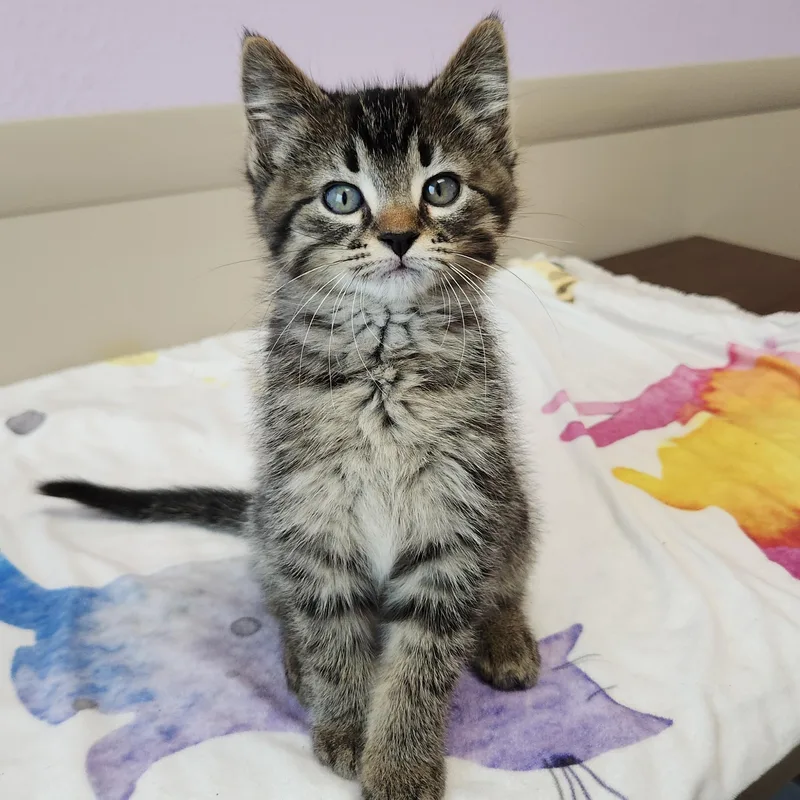 A baby medium-sized male Tabby (Brown / Chocolate) Tabby cat named Dougal for adoption in Marshfield, WI