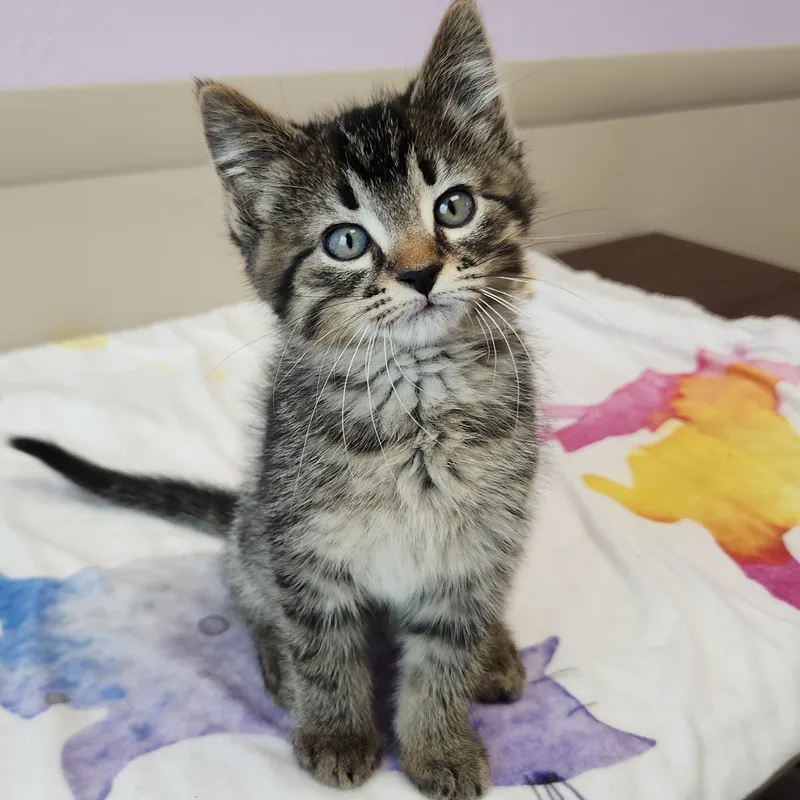 Dougal thumbnail 3