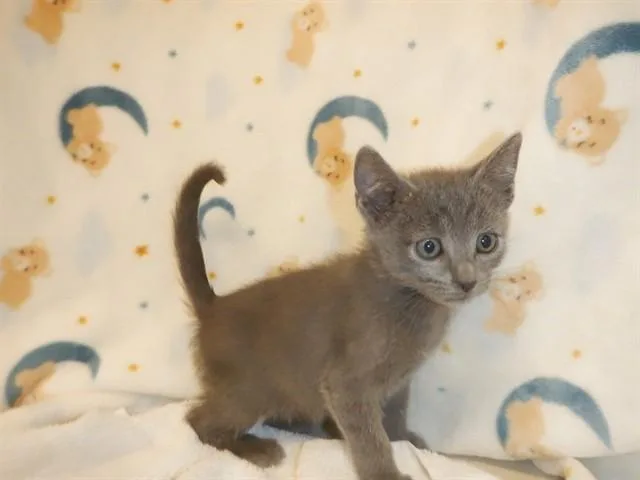 A baby small-sized male Domestic Short Hair cat named Chikfila for adoption in San Jose, CA