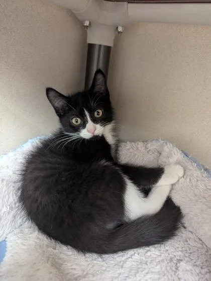 A baby small-sized male Domestic Short Hair cat named Velociraptor I AM AT for adoption in East Brookfield, MA