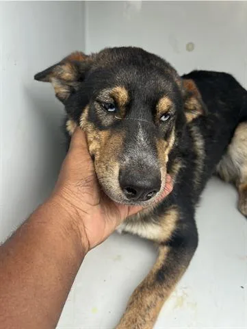 A young medium-sized male Australian Cattle Dog / Blue Heeler dog named A for adoption in Houston, TX