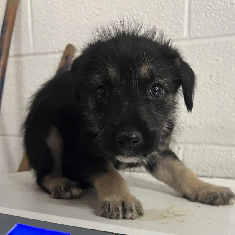 A baby small-sized male Black Shepherd dog named Theo for adoption in Edinburg, TX