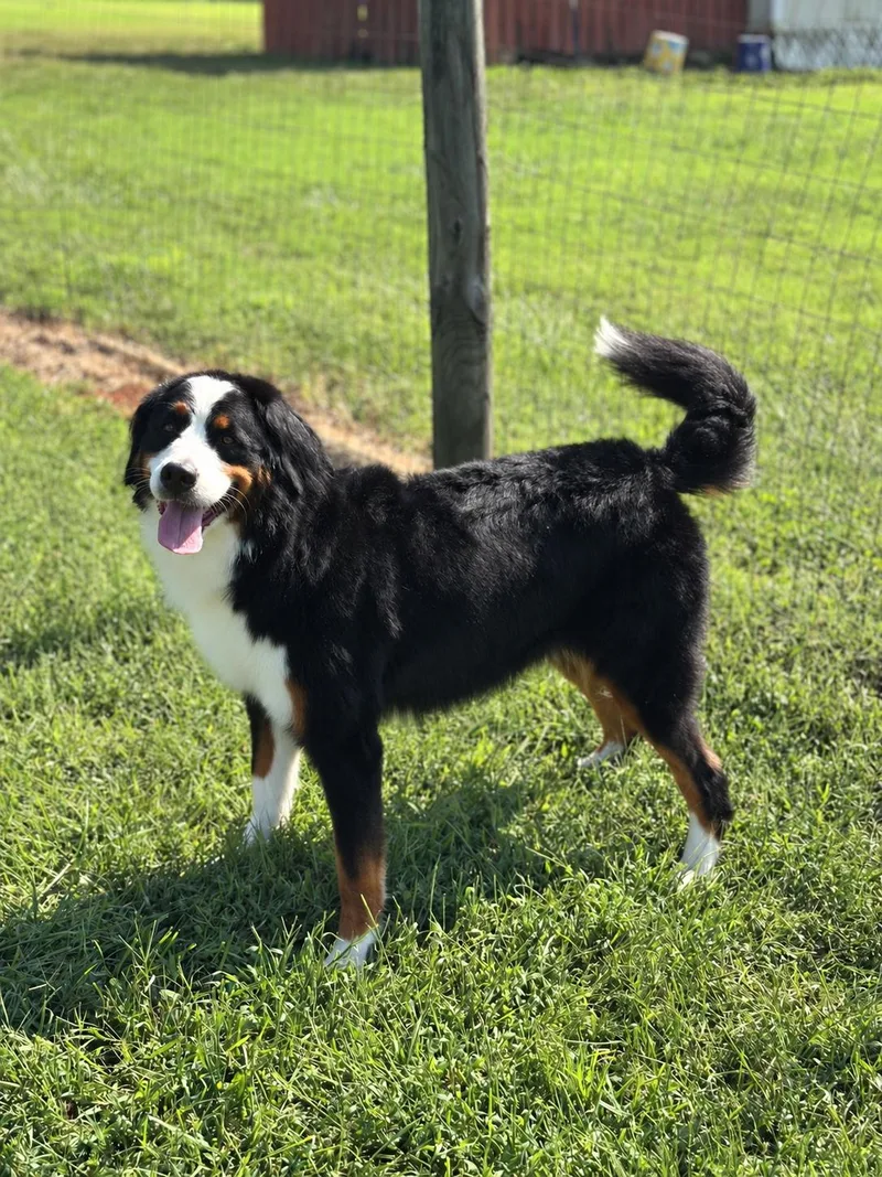 An adult large-sized female Bernese Mountain Dog dog named Oreo Sep for adoption in Pacolet, SC