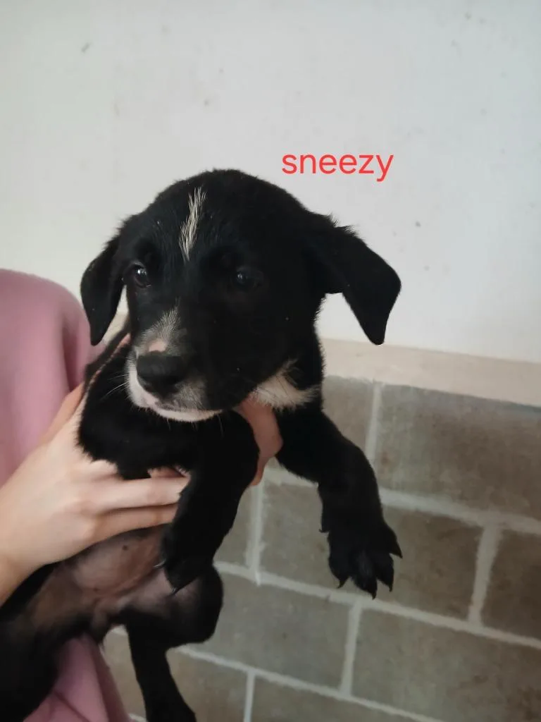 Sneezy