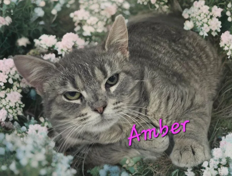 A young small-sized female Domestic Short Hair cat named Amber for adoption in Jim Thorpe, PA