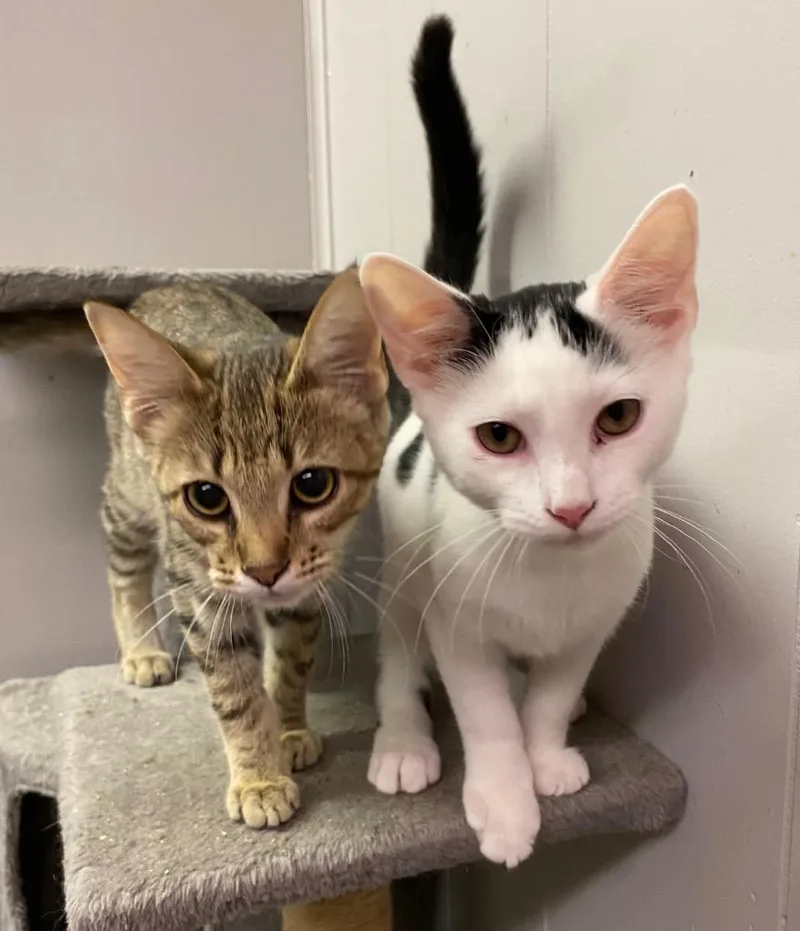 Doohickey thumbnail 2