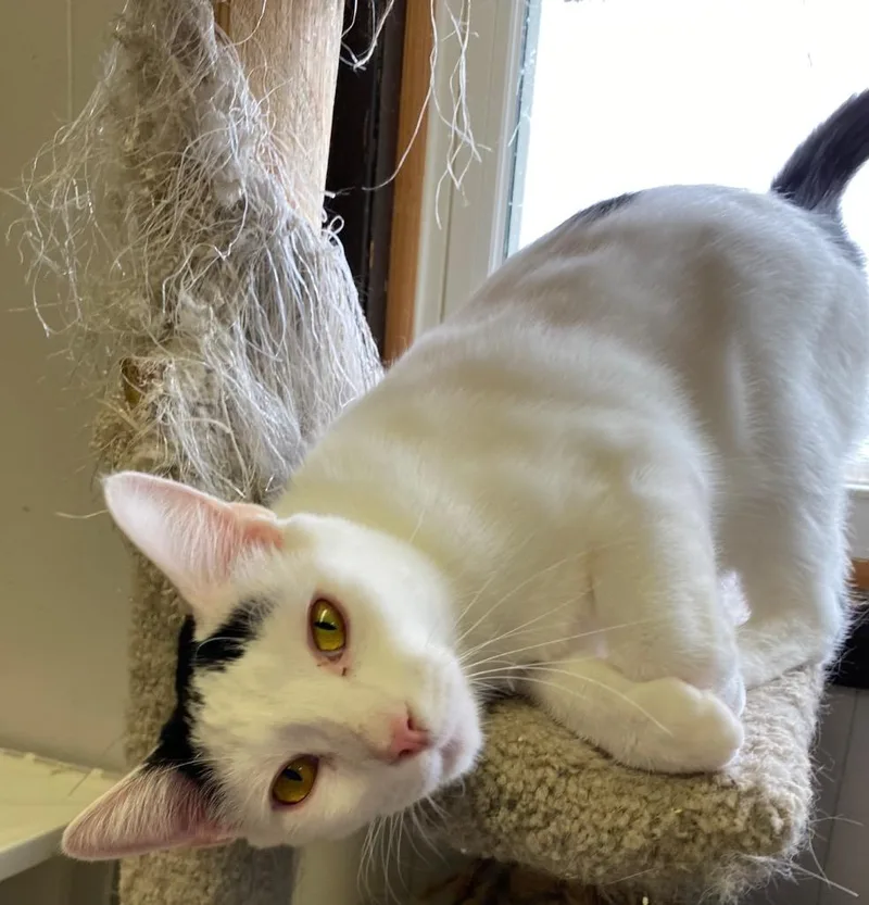 Doohickey thumbnail 4