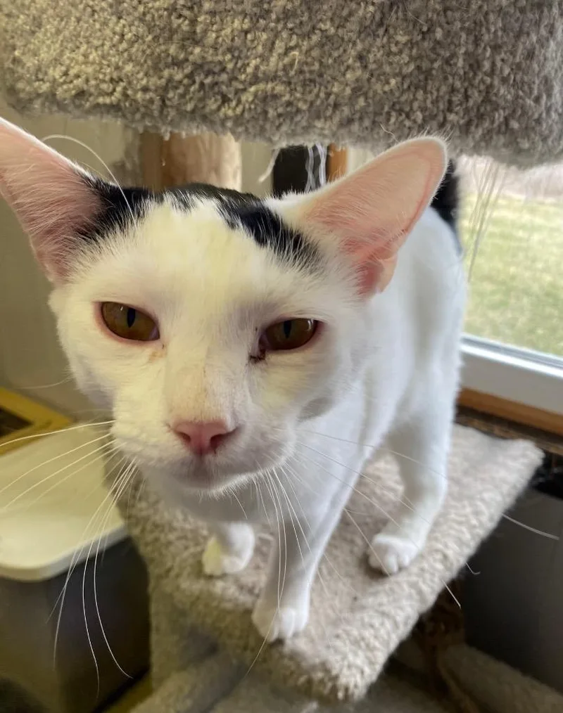 Doohickey thumbnail 6