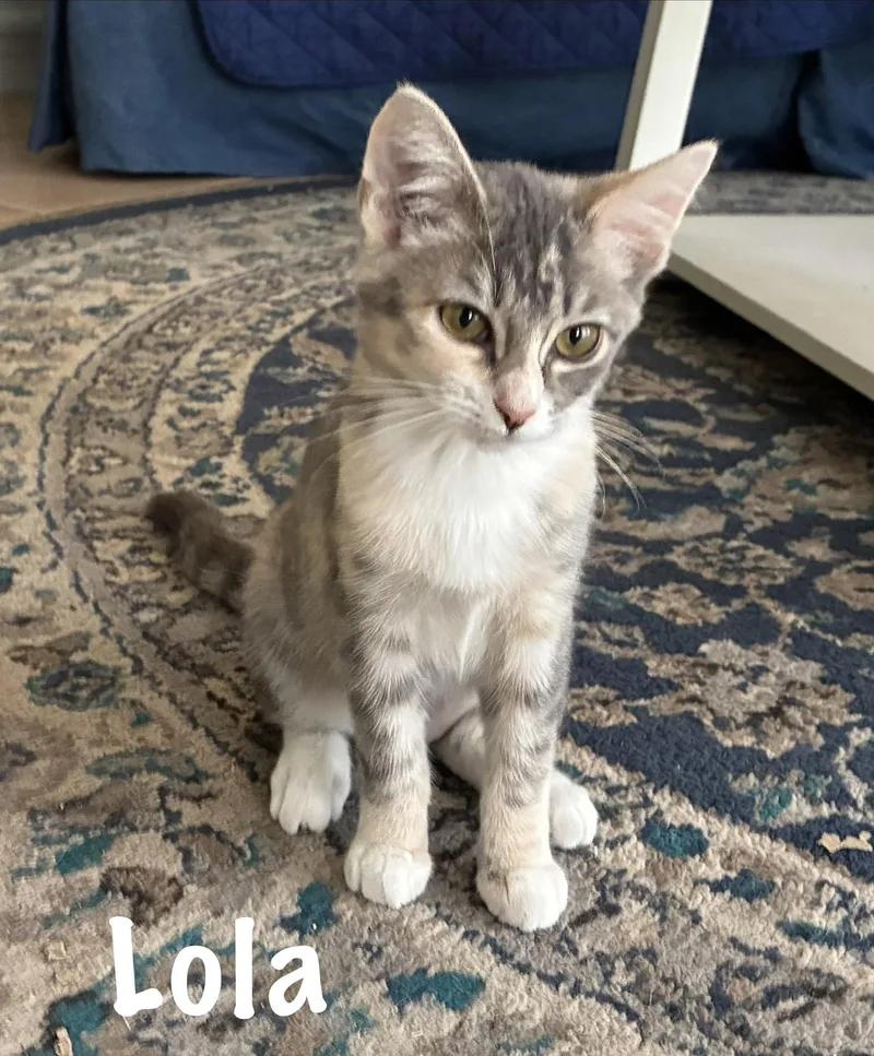A baby medium-sized female Dilute Calico Domestic Short Hair cat named Lola for adoption in Pawleys Island, SC
