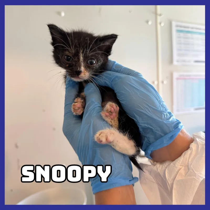 A baby small-sized female Black Domestic Short Hair cat named Snoopy for adoption in Glenwood, MN