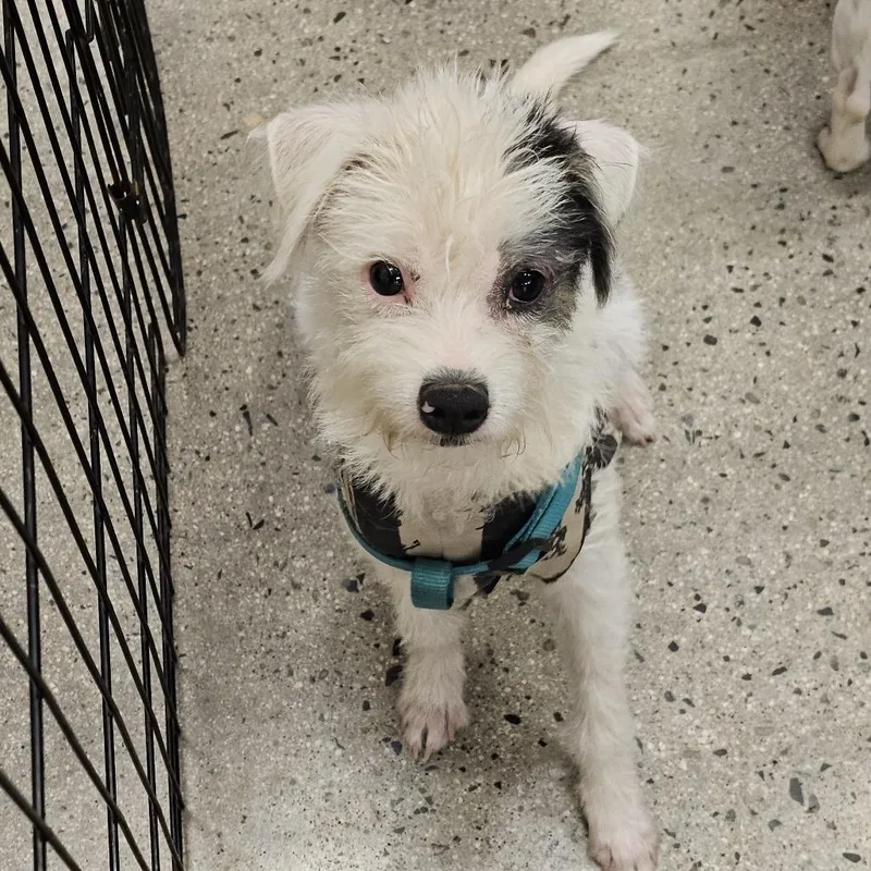 A baby small-sized male White / Cream Shih Tzu dog named Sailor for adoption in Apple Valley, CA