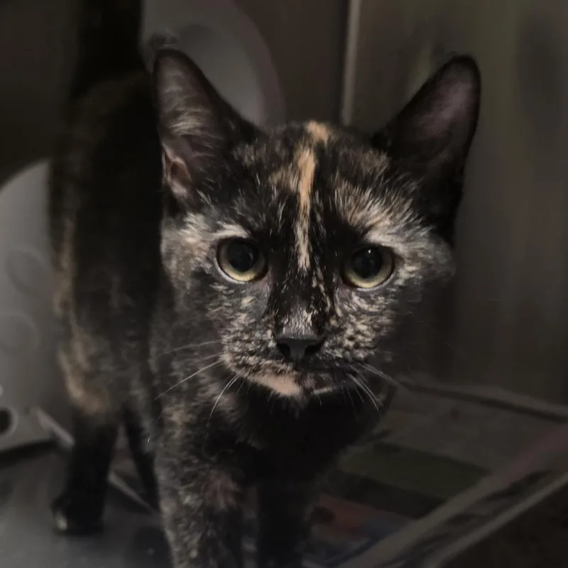 A baby medium-sized female Tortoiseshell Domestic Short Hair cat named Milkyway for adoption in Kennebunk, ME