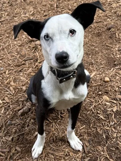 A young medium-sized female Mixed Breed dog named Dobby for adoption in Cumming, GA