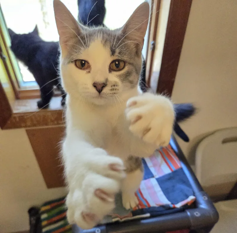 A young medium-sized female Domestic Short Hair cat named Drusilla for adoption in Manistique, MI