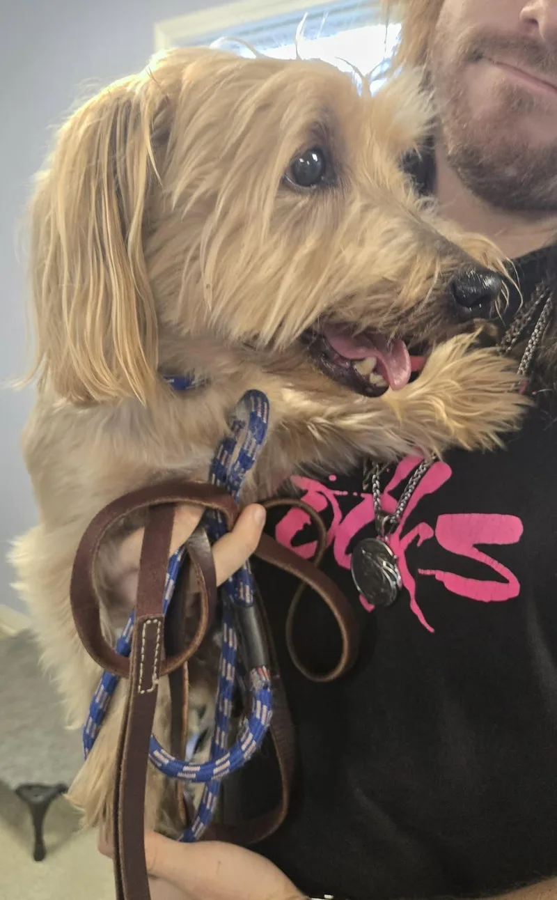 A senior small-sized male Tricolor (Brown, Black, & White) Yorkshire Terrier dog named Cooper for adoption in North Olmsted, OH