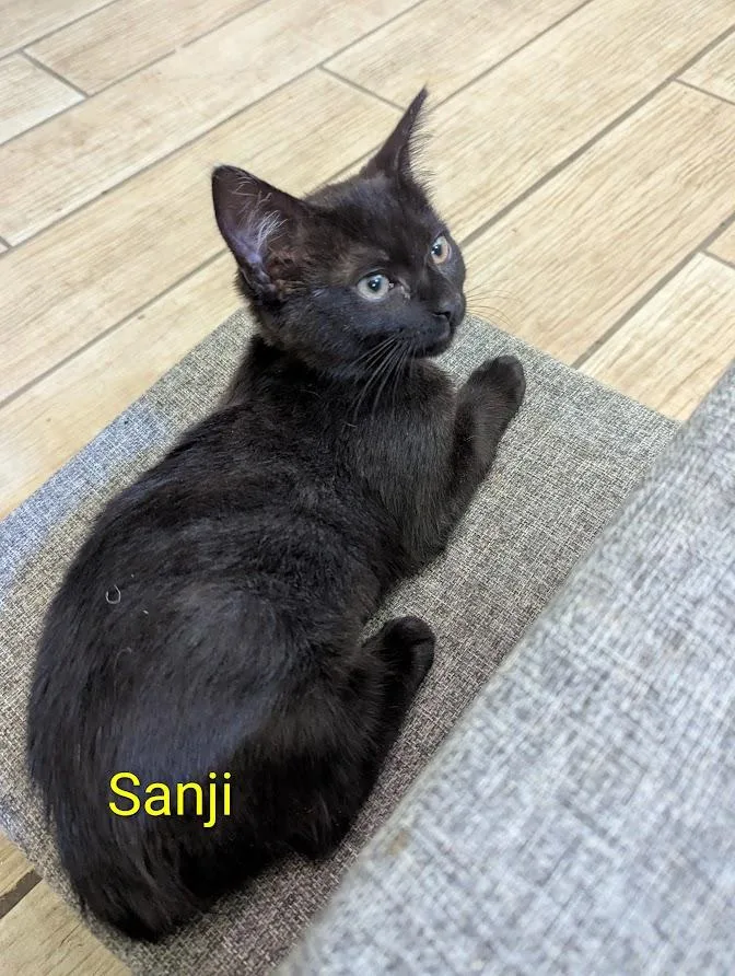 A baby medium-sized female Black Domestic Short Hair cat named Sanji for adoption in Redondo Beach, CA