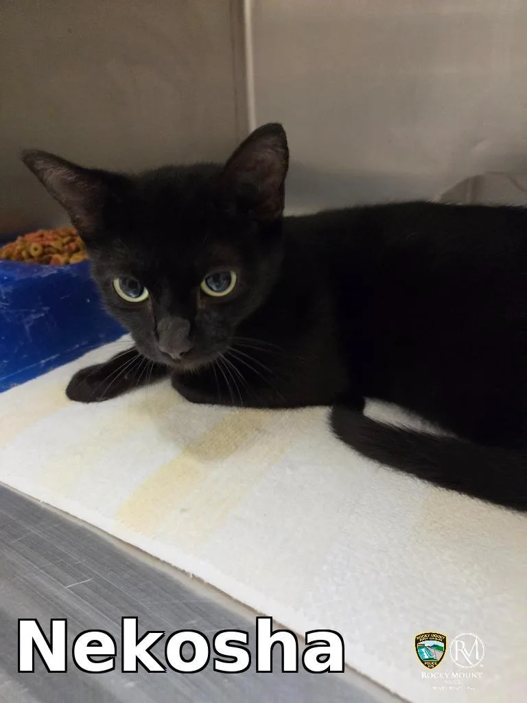 A young small-sized female Domestic Short Hair cat named Nekosha for adoption in Rocky Mount, NC