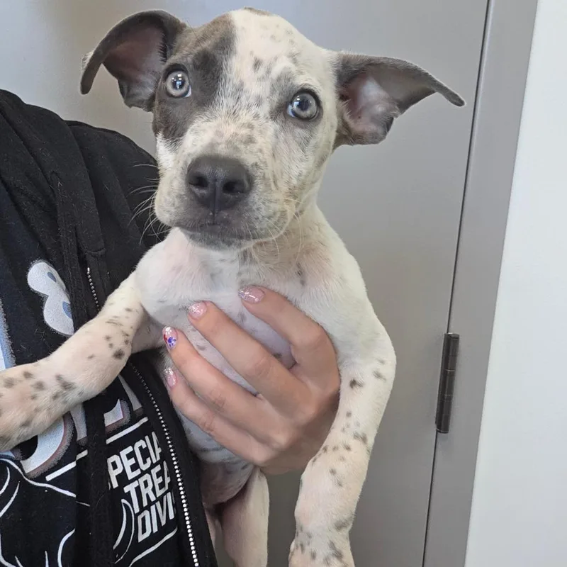 A baby small-sized male White / Cream German Shorthaired Pointer dog named Bluey for adoption in Sand Springs, OK