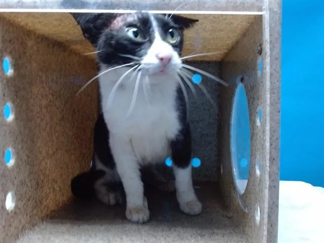 An adult medium-sized female Domestic Short Hair cat named Grr Adora for adoption in Gardena, CA