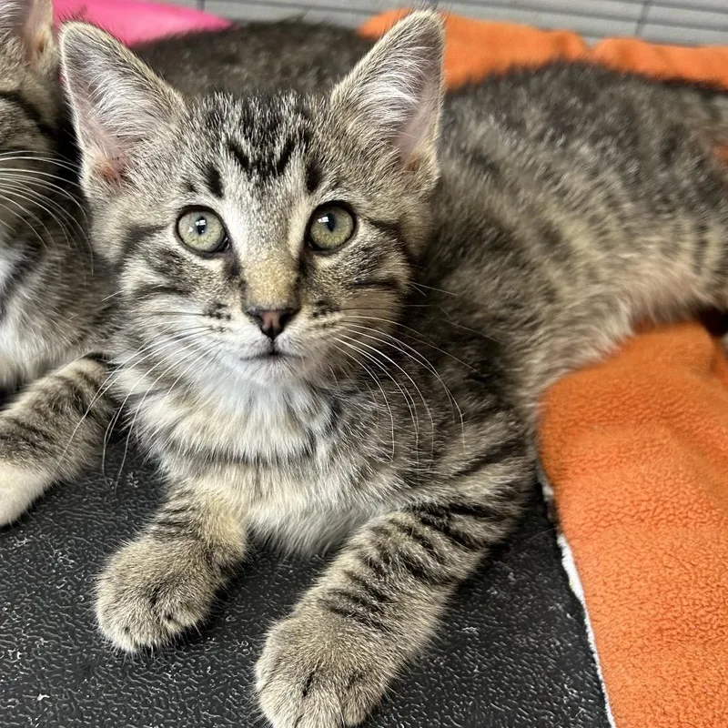 A baby small-sized male Brown / Chocolate Domestic Short Hair cat named Murphy for adoption in Hannibal, MO