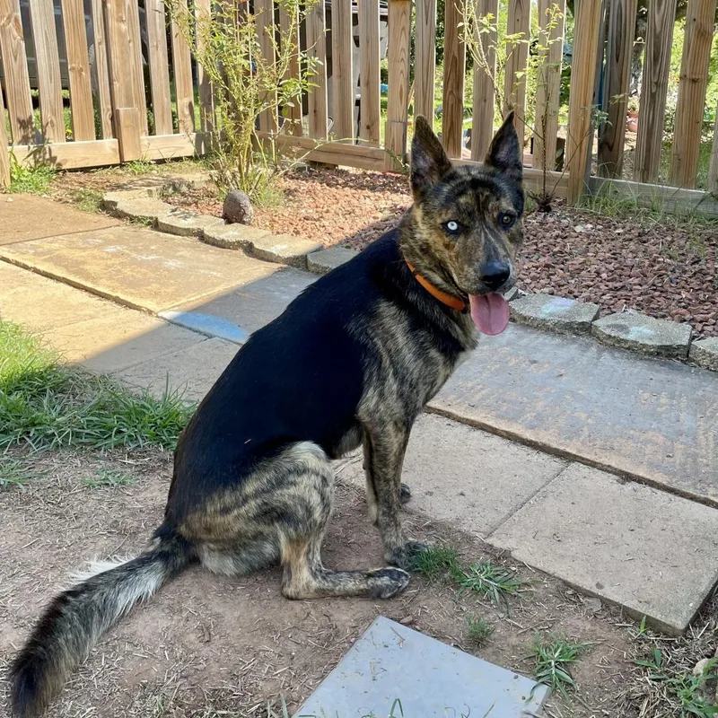 An adult large-sized male German Shepherd Dog dog named Colt for adoption in Walnut Cove, NC