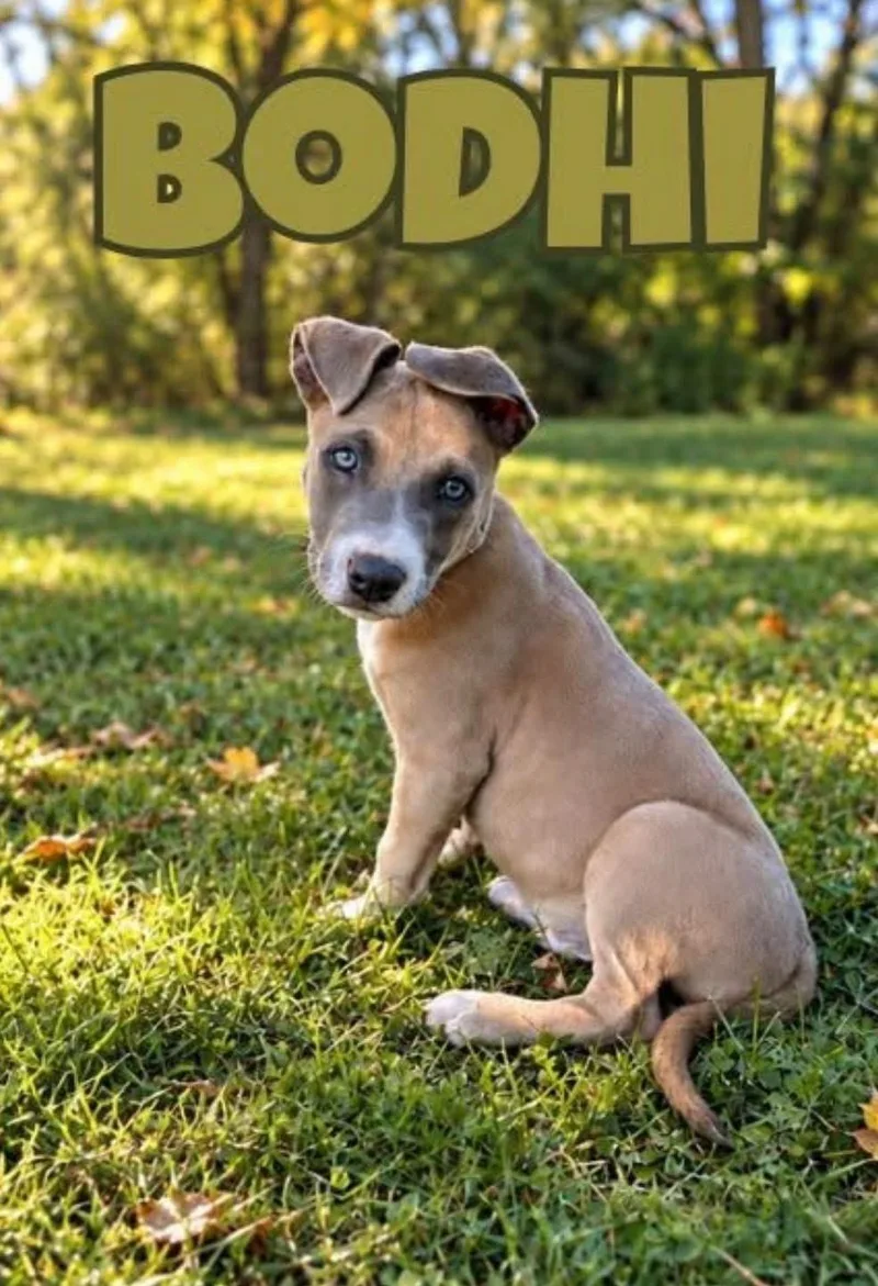 A baby medium-sized male Mixed Breed dog named Bodhi for adoption in Lexington, KY