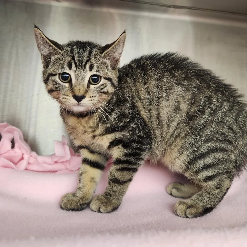 A baby small-sized female Brown / Chocolate Domestic Short Hair cat named Sneffels for adoption in Fort Wayne, IN