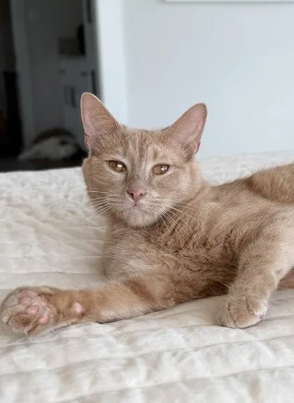 An adult small-sized male Domestic Short Hair cat named Scottie for adoption in Fort Worth, TX