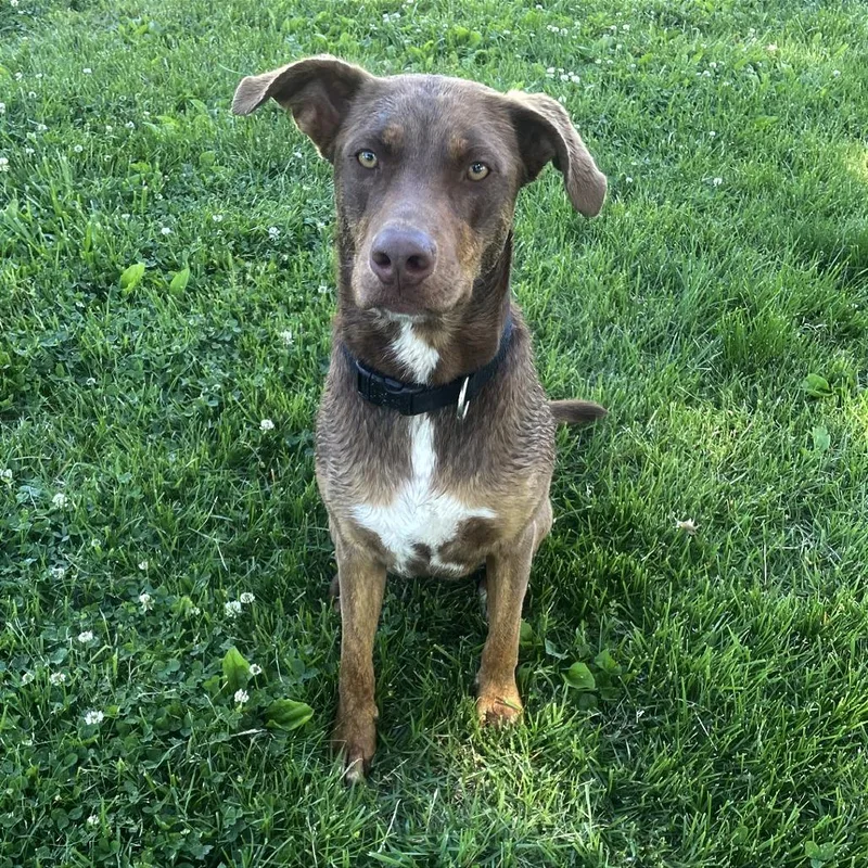 Cocoa