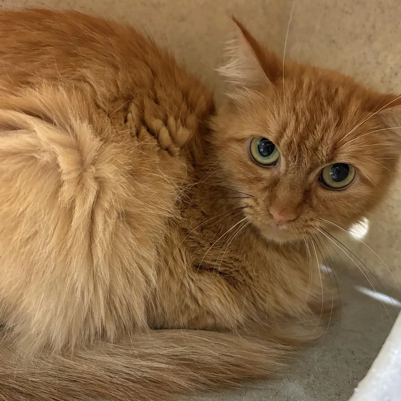 An adult medium-sized female Domestic Long Hair cat named Vera for adoption in Tacoma, WA