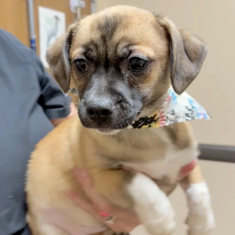 A baby small-sized male Yellow / Tan / Blond / Fawn Chihuahua dog named Gordo for adoption in Corpus Christi, TX