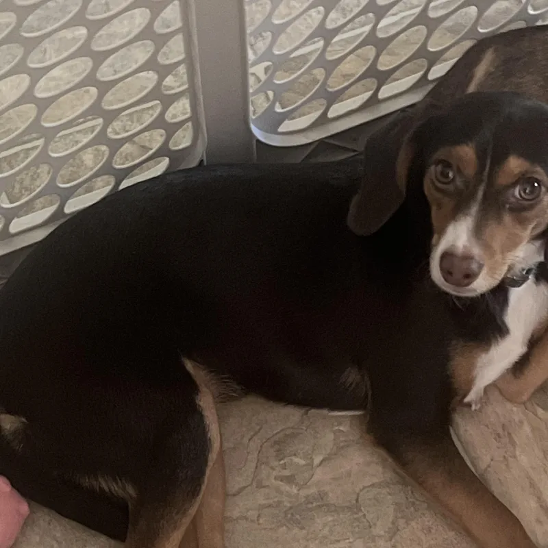 A baby small-sized female Tricolor (Brown, Black, & White) Beagle dog named Aria  Local August for adoption in Brookshire, TX