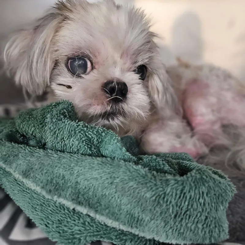 A senior small-sized male White / Cream Mixed Breed dog named Michael for adoption in Memphis, TN