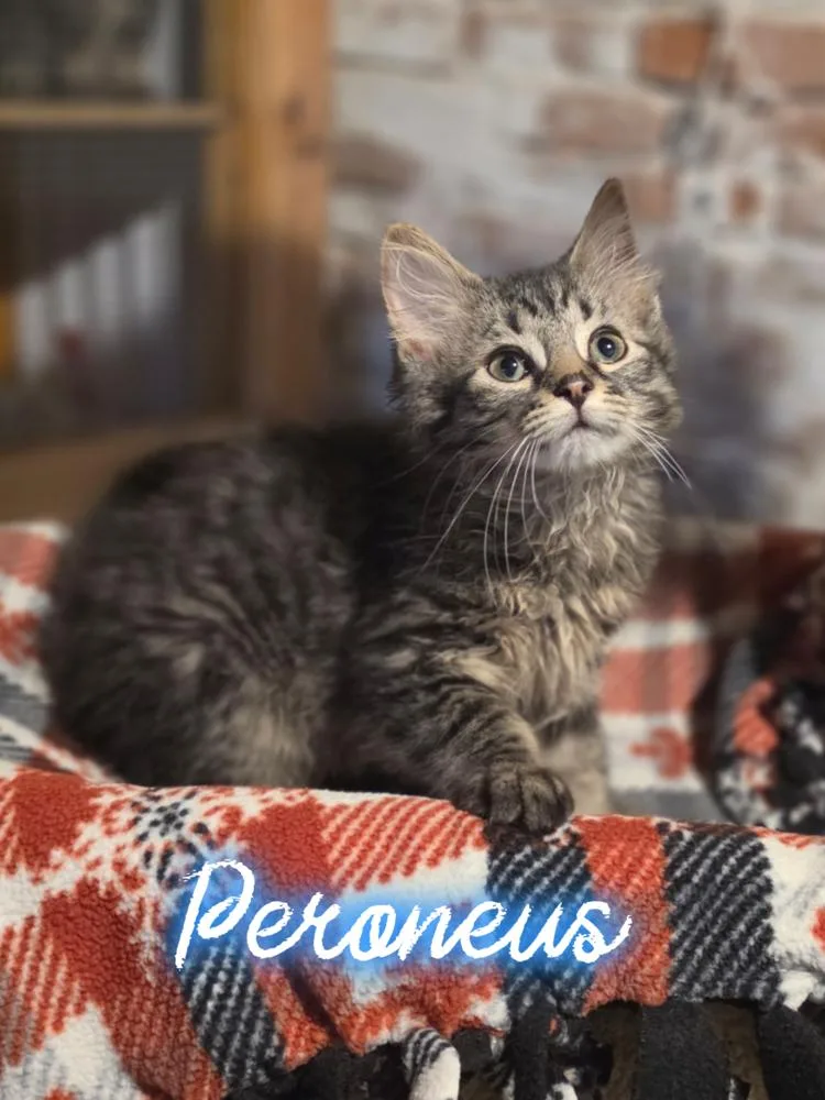 A baby small-sized male Tabby (Brown / Chocolate) Domestic Long Hair cat named Peroneus for adoption in Metamora, IL