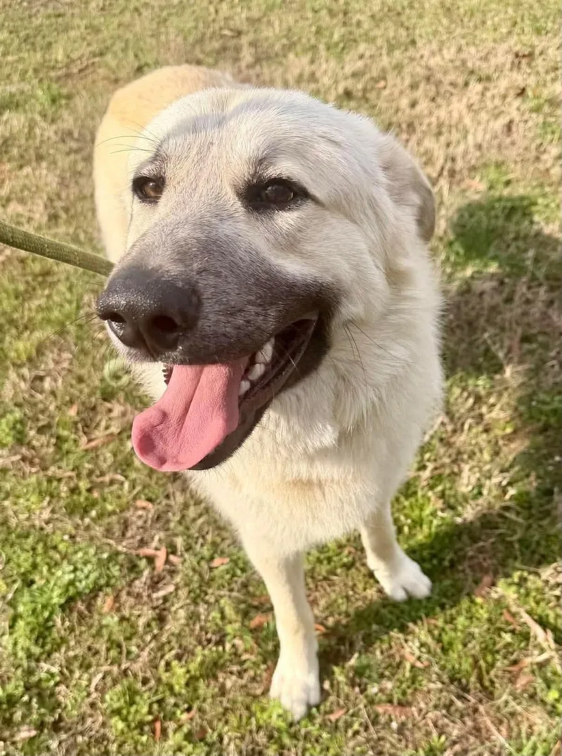 A young large-sized male Labrador Retriever dog named Monte for adoption in Holbrook, NY