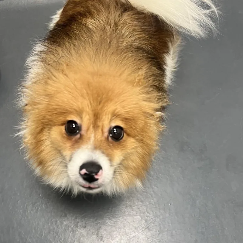 An adult small-sized male White / Cream Mixed Breed dog named Floofmeister for adoption in Allentown, PA