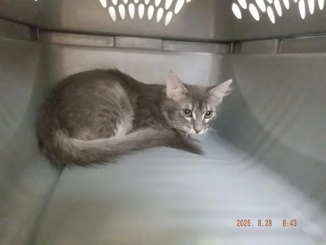 A baby small-sized male Domestic Medium Hair cat named A for adoption in Oroville, CA