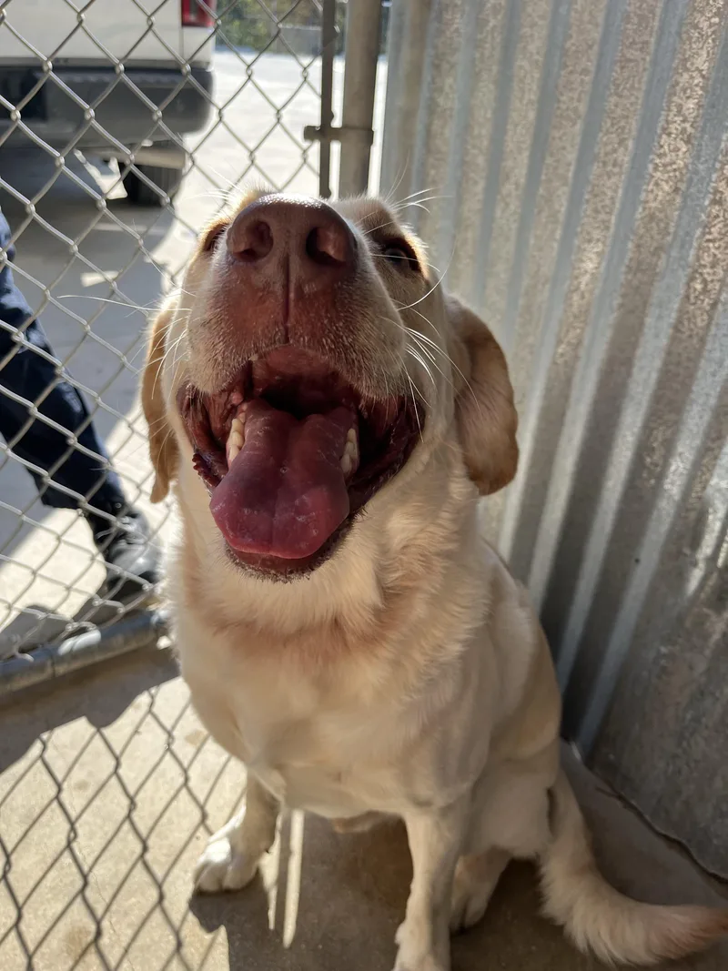 An adult large-sized male Golden Retriever dog named Opie for adoption in Cibolo, TX