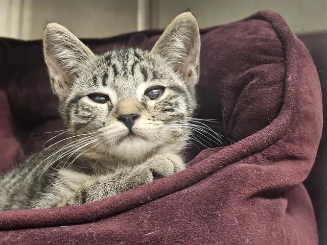 A baby small-sized female Domestic Short Hair cat named Squid for adoption in Tustin, CA