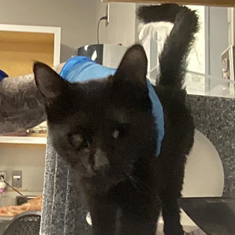 A young medium-sized female Black Domestic Short Hair cat named Nightwing for adoption in Greenville, SC