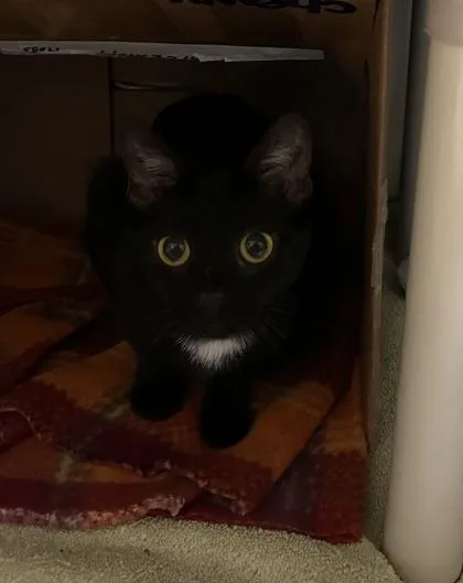 An adult small-sized female Domestic Short Hair cat named Mrs. Mcdonald for adoption in West Chester, PA