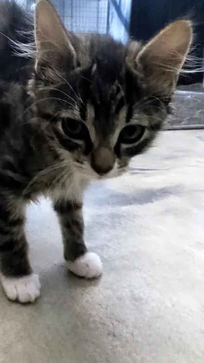 A baby small-sized male Domestic Short Hair cat named Carl I AM for adoption in East Brookfield, MA