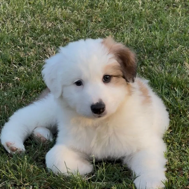 A baby medium-sized female White / Cream Border Collie dog named Pawmot for adoption in Fresno, CA