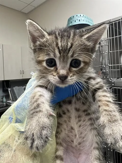 A baby small-sized female Domestic Short Hair cat named Peaches for adoption in Las Vegas, NV